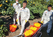 제주 첫 공공계절근로자 감귤 수확 일손에 큰 도움