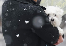 반려인 1300만…애완용품 매출 고공행진, 가격도 강세