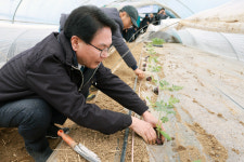 고창군, 소비 트렌드 변화에 맞춰 미니수박 재배 확대 나서