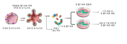 생명연, 오르가노이드서 고순도 줄기세포 대량 배양 기술 개발