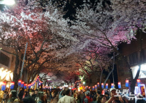 제주 전농로 왕벚꽃 축제 22일 개막