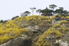 개나리 응봉산