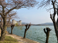 경주보문호수 닭발 버드나무…환경련 보존방안 마련하라