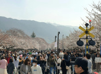 군항제 엔딩에도 벚꽃비 기대…창원시는 안전관리 지속