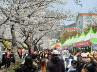군항제 엔딩에도 벚꽃비 기대…창원시는 안전관리 지속