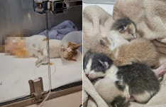 출산 하루 만에…두 다리 절단 고양이, 새끼 지켜낸 사연[댕댕냥냥]