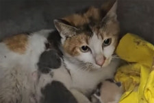 출산 하루 만에…두 다리 절단 고양이, 새끼 지켜낸 사연[댕댕냥냥]
