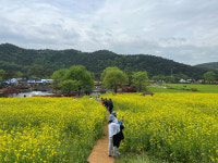 2024 예천의 봄, 회룡포 봄꽃축제 관광객 8만 명 찾아