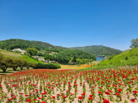안동시, 선성현 문화단지 산성공원에 꽃동산 조성