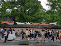 천덕꾸러기 된 비둘기, 전주한옥마을 관광객 민원 제기