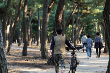 해안가 솔숲을 맨발로 강릉시, 힐링걷기 프로그램 운영