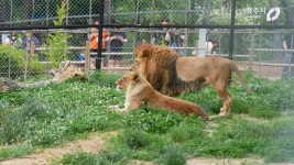 [인터뷰] 7년 갇혀있던 갈비사자…이젠 짝꿍도 생겼어요