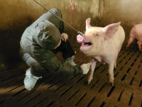 대구 군위 야생 멧돼지 아프리카돼지열병 확인…감염 차단 긴급 방역