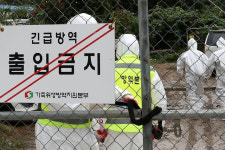 ASF 발생한 철원 방역대 농장 이동제한 조치 해제