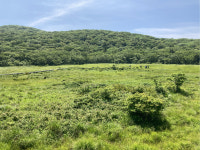 인제 대암산 용늪 7월 생태관광지로 선정