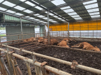 충남 농가 5곳서 소 집단 폐사 보툴리즘 발생…사양관리·축사 소독