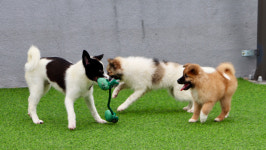 환불 거부…반려견 유치원 10곳 중 3곳 법적의무 위반