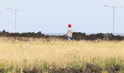 국립종자원 전북지원, 2024년 맥류 보급종 신청 접수