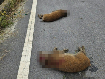 충남 당진서 멧돼지 22마리 출몰…3마리 사살