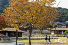 늦은 단풍