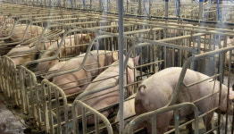 고기는 좋지만 학대는 싫어…동물복지 축산물, 도움 될까?[싸우는 사람들]