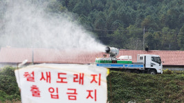 전남 영암 토종닭농장서 H5형 AI 항원 검출…오늘 22시까지 일시이동중지