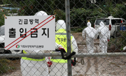 경기 양주서 아프리카돼지열병 잇따라…행안부, 긴급 점검