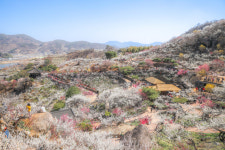 봄 만끽 전남 여행, 봄꽃·제철 음식 가득