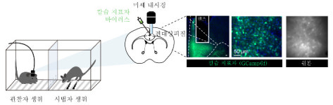 IBS 연구진, 타인의 고통 느끼는 정서적 공감 메커니즘 규명