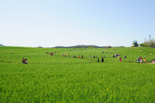 고창 대표 축제 청보리밭 축제 4월 19일 개막