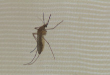 일본뇌염 주의보 발령…전북도, 모기 감시 강화