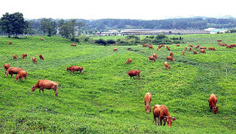 충북도 축산시험장 이전사업 제동…도립파크골프장은 예정대로