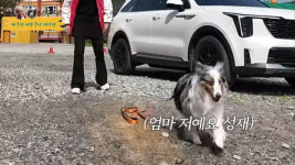 '엄마 저예요' 반려견과 함께할 수 있는 충남 여행지는?