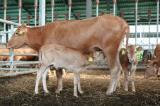 우량암소 전국 1위…경남 한우농가 경쟁력 높인다