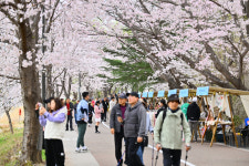 속초 영랑호 벚꽃축제 2만 6천명 다녀가…외지인이 절반 이상