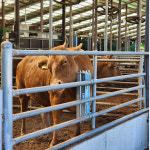 경주시, 경북 최초 한우 동물복지축산농장 인증 획득