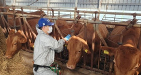 프랑스산 소고기 수입 전면 금지…럼피스킨 발생 긴급 조치