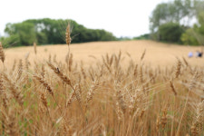 올해 수확된 국산 밀 안심하고 드세요