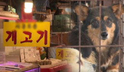 개식용종식법 시행 1년…전국 개사육농장 70% 문 닫아