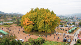 1300살 은행나무 황금빛 향연 원주 반계리 은행나무 축제