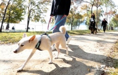 보호자와 함께 산책 교육받는 반려견들