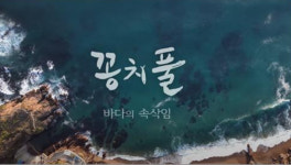 MBC강원영동, 특집 해양 다큐 꽁치풀-바다의 속삭임 13일 방영