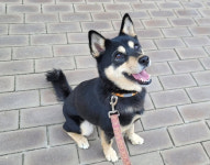 댕댕이+가족=행복…수학이에게 가족의 정석 되어줄 분![댕댕냥냥]