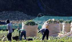 코로나19 이후 농촌체험휴양마을 매출액은 회복…방문객 수 회복은 더뎌