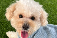 사람만 보면 꼬리콥터 붕붕…사랑 많은 널 보니[댕댕냥냥]