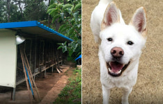 털뽑는 기계, 솥단지 옆…보신탕집에서 구조된 돌산[댕댕냥냥]