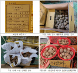 국립종자원 서부지원, 내달 2일부터 씨감자 불법 유통 집중 단속