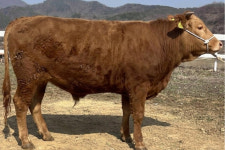 전북축산연구소, 한우 씨수소 4년 연속…전국 최고 수준