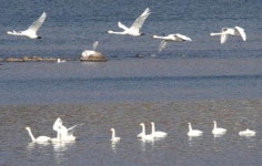 한강찾는 겨울 철새 5만여마리