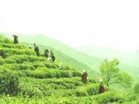 茶속의 산책-하동군 화개골